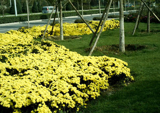 旱河路綠化工程設(shè)計案例