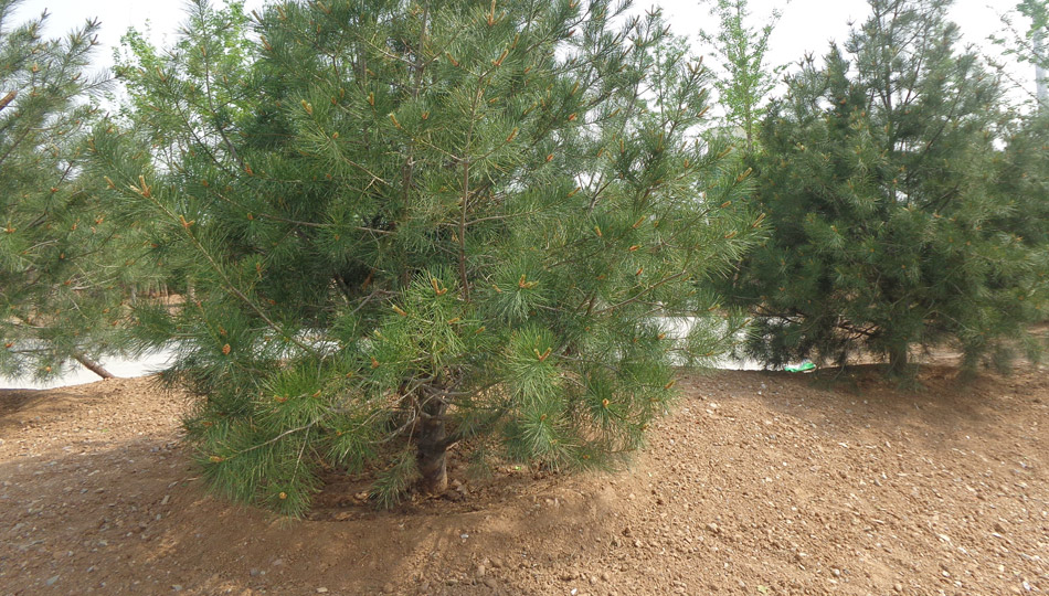 “一鍵綠化”之樹木移植現(xiàn)場(chǎng)實(shí)錄