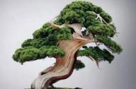 盆景七大類，你都知道嗎？
